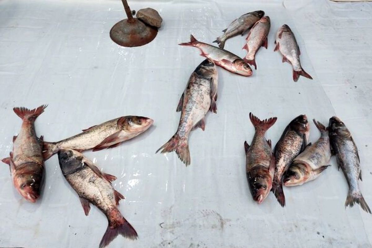 قیمت روز انواع ماهی در بازار / ماهی سفید کیلویی چند شد؟ 