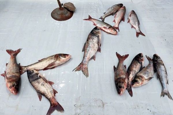 قیمت جدید ماهی در بازار (۱۸ تیر) 