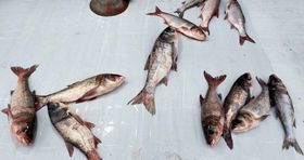 قیمت ماهی های پرفروش در بازار امروز 