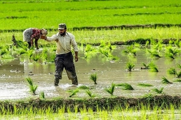 شاه کلید حل مشکلات صنعت کشاورزی در دولت چهاردهم