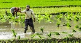 شاه کلید حل مشکلات صنعت کشاورزی در دولت چهاردهم