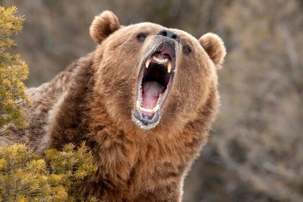 حمله خونین خرس وحشی به یک مرد