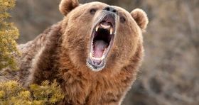 حمله خونین خرس وحشی به یک مرد