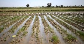 خسارت بی سابقه باران به بخش کشاورزی کشور