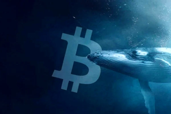 نهنگ‌های بیت کوین در بازار ارزها به حرکت درآمده‌اند!