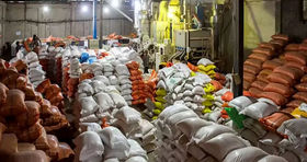 ارزانی برنج خارجی در گرو این اقدام مهم دولت/ واردات متوقف می‌شود؟ 