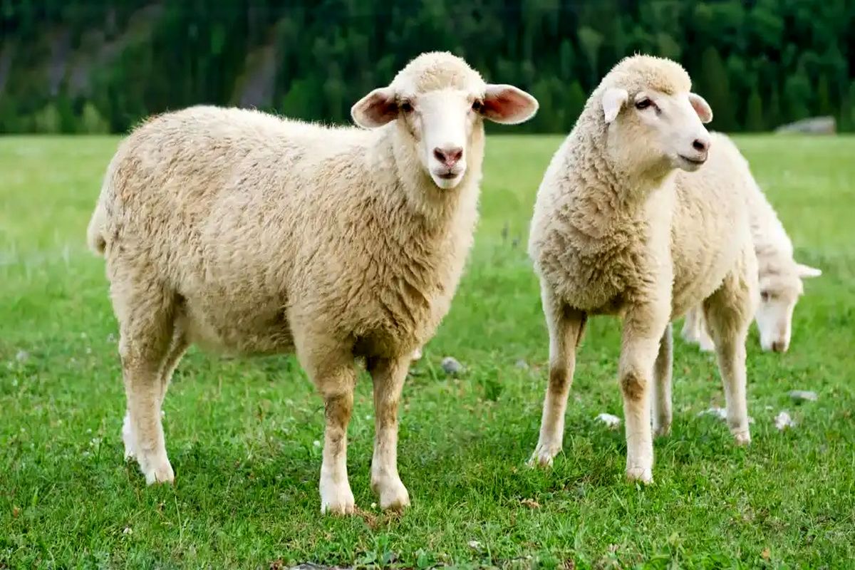 قیمت گوسفند زنده در شهرهای مختلف