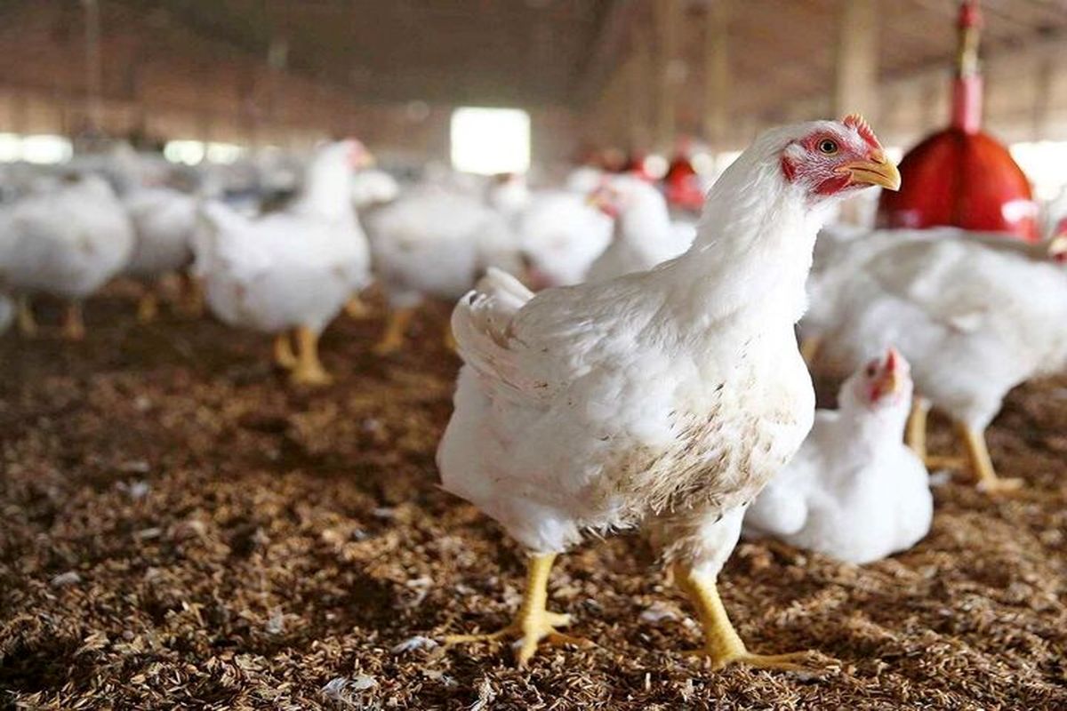 تولید داخلی مرغ جوابگوی بازار است /  اقدامی ویژه برای تنظیم بازار مرغ