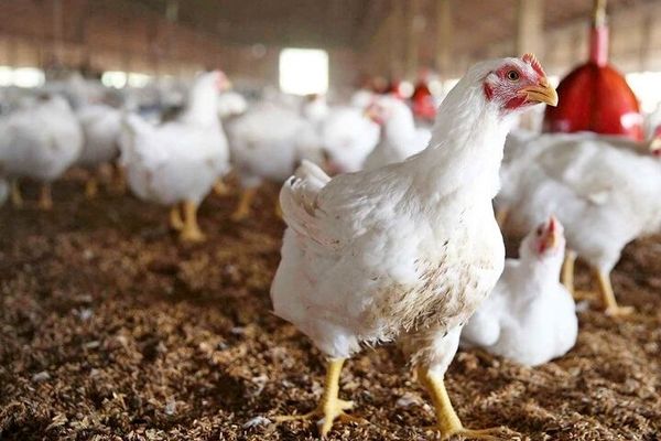 مرغ زنده ارزان شد / دلیل گرانی گوشت مرغ در روزهای اخیر 