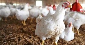 تولید داخلی مرغ جوابگوی بازار است /  اقدامی ویژه برای تنظیم بازار مرغ