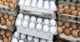 قیمت جدید تخم مرغ در بازار مشخص شد 