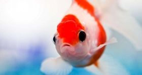 آیا خواب ماهی ها شبیه به انسان است؟