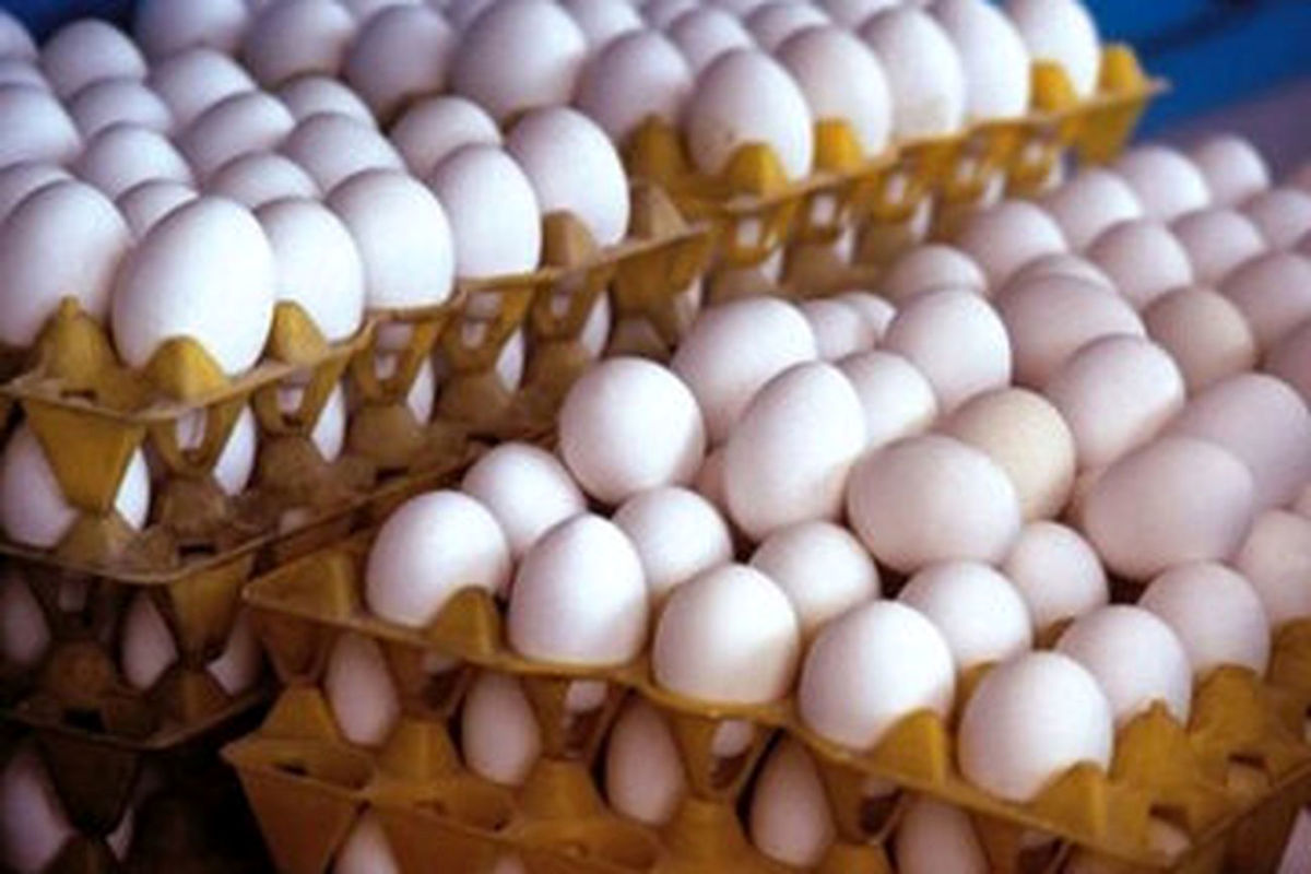 تخم مرغ همچنان ارزان فروخته می شود