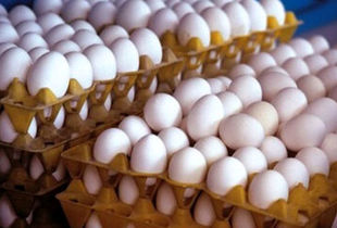 صادرات بیش از یکصد تن تخم مرغ / کشورهای غربی مقصد اصلی تخم مرغ ایرانی