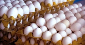قیمت تخم مرغ تغییر کرد / تخم مرغ دانه ای ۱۲ هزار تومان