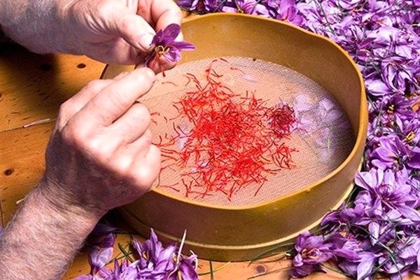صادرات زعفران ایرانی با برندهای خارجی