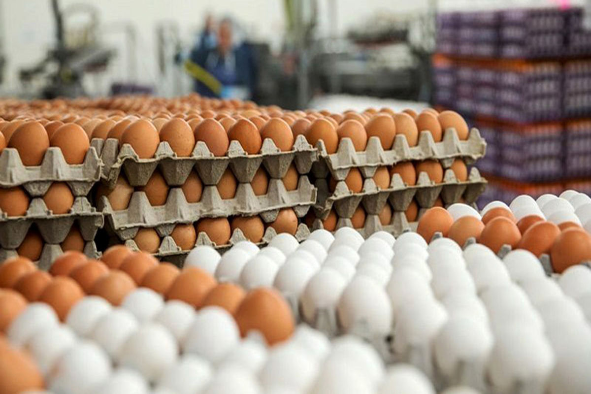 قیمت ۱۶۰ هزار تومانی هر شانه تخم‌مرغ تکذیب شد