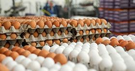 قیمت ۱۶۰ هزار تومانی هر شانه تخم‌مرغ تکذیب شد