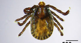 هشدار | کنه آسیایی حامل بیماری در این منطقه شناسایی شد