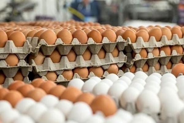 اعلام آخرین قیمت تخم مرغ درب مرغداری / پیش بینی تولید تخم مرغ در سال آینده
