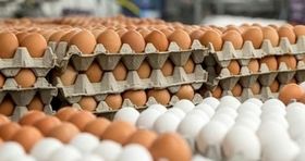 اعلام آخرین قیمت تخم مرغ درب مرغداری / پیش بینی تولید تخم مرغ در سال آینده