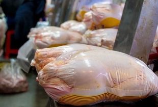 صادرات مرغ چقدر ارز به کشور وارد می کند؟ 