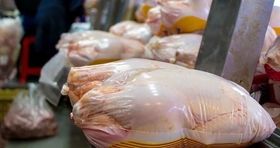قیمت مصوب مرغ زنده درب مرغداری‌ها چقدر است؟ 