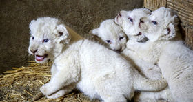 تولد شیرهای چهار قلوی سفید در ایران
