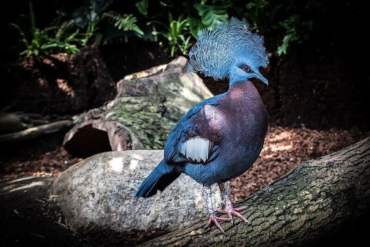 این پرنده زیبا ترین حیوان دنیا شد!+ عکس