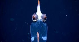 کشف یک ماهی شیشه ای در اعماق دریا + عکس