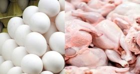 قیمت جدید مرغ در بازار /  تخم مرغ دانه ای چند شد؟ (۱۷ دی) 