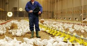 تولید قابل توجه مرغ در اردیبهشت ماه