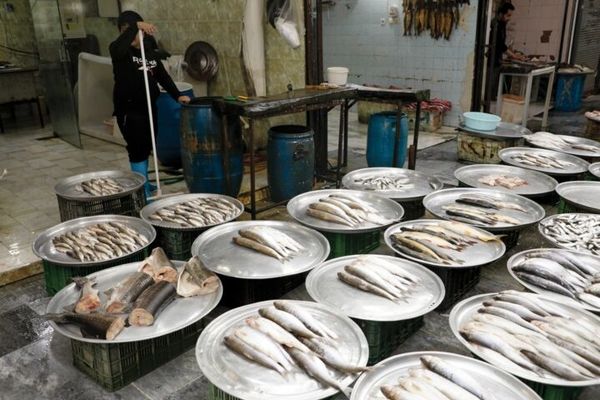 قیمت پرفروش ترین ماهی های بازار (۲ مرداد) 