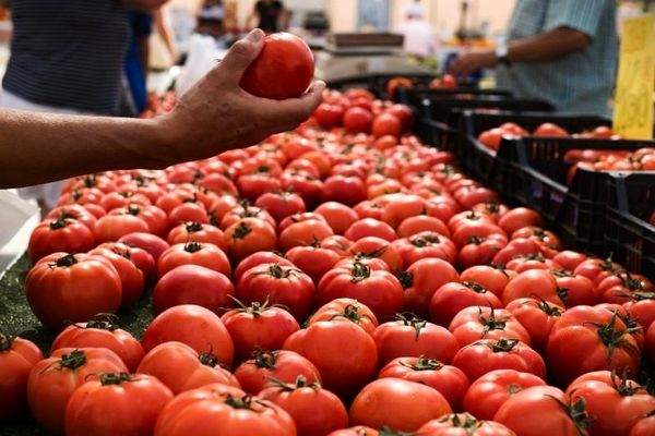 قیمت گوجه فرنگی تغییر کرد / تدابیری ویژه برای کاهش قیمت گوجه