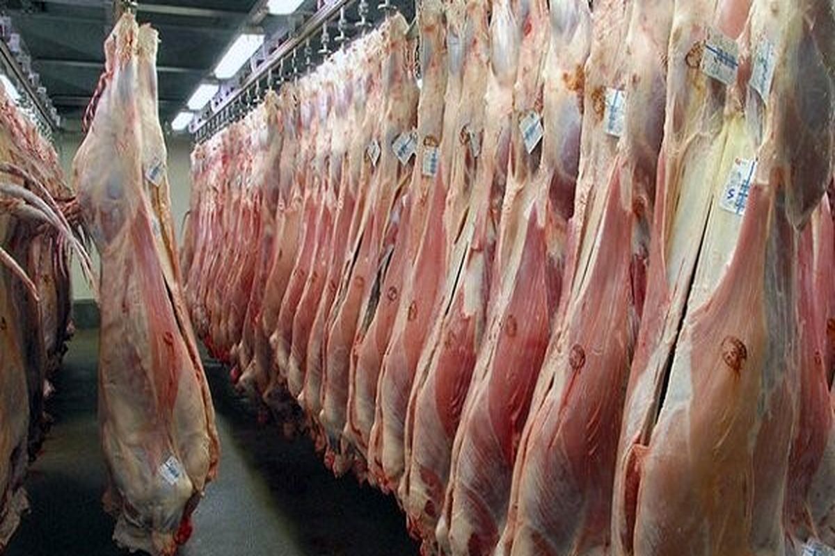 عامل نابودی تولید گوشت داخلی مشخص شد / هر کیلو گوشت گوساله در بازار چند ؟