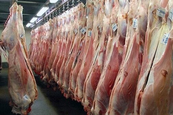 عامل نابودی تولید گوشت داخلی مشخص شد / هر کیلو گوشت گوساله در بازار چند ؟