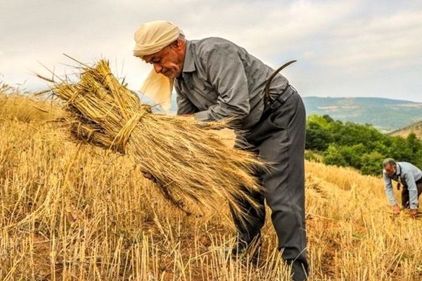 همکاری ایران و فائو در بخش کشاورزی گسترش می‌یابد