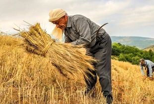 چرا مطالبات کشاورزان پرداخت نشد؟